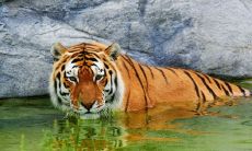 在2022年生肖虎是什么属性 壬五行属水