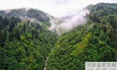 发财树办公室如何摆放 什么位置最好