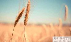 属鸡人办公室风水布局讲究什么