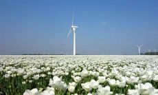 办公室鲜花摆放的风水讲究