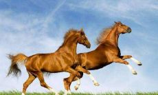 属马的人2021年可以动土建房子吗 好不好