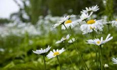 属马人2021年10月各方面运势情况分析