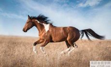 属马人与属猪人合适吗 感情稳定