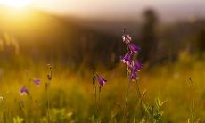 1990年出生的马女是否必有再婚运势