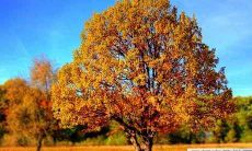 办公室时钟的摆放风水讲究