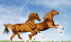 属马人的出生吉日 属马人哪天出生最好