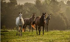 八骏图的正确挂法是什么 有什么禁忌