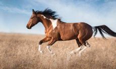 属马人的婚姻运势如何