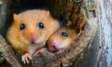 属鼠的6合贵人是哪些生肖