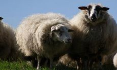 属羊的今年多少岁2022年 实岁和虚岁年龄多大