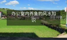 办公室内养鱼的风水知识