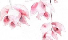 2023年1月8日出生的属兔女孩命运怎么样 爱情财运密不可分