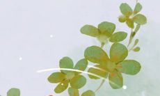 2023年正月初七出生的女孩是什么命 条件优渥家庭幸福