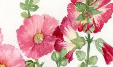 2023年正月初九出生的属兔男孩命好不好 先苦后甜越来越顺