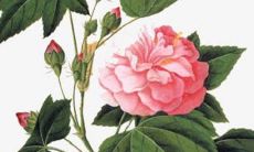 2023年正月初八出生的男孩八字命运查询 事业顺利生活无忧