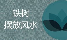 铁树哪些人不宜养 如何摆放旺财旺宅