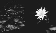 阳台养睡莲对风水好吗 化煞招财植物