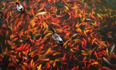 什么人不宜挂九鱼图 风水禁忌有哪些