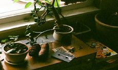 属羊养什么植物旺财 戴什么最招财