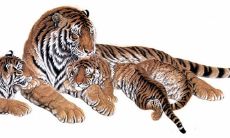 虎和猴相冲谁倒霉啊 要如何化解