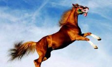 2021年属马人家里的桃花位在什么方位