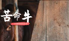 1973牛命太苦生来就是还债的命