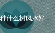 屋后种什么树风水好最招财