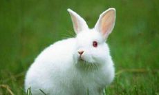 1975年属兔人2022年运势 75年生肖兔每月运程详解完整版