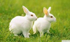 1963年属兔人2022年运势 63年生肖兔每月运程详解完整版