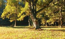 屋前屋后禁忌种樟树吗 有什么风水作用