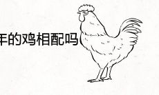 87年的兔和93年的鸡相配吗