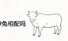 1997牛和1999兔相配吗