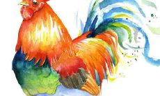 1969年属鸡人健康运势怎么样 寿命长短