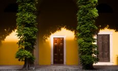 门口招财挡煞的转运植物