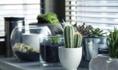 室内避邪招财的植物