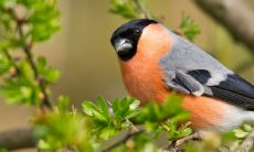 客厅挂画宜几只鸟 挂花鸟画的禁忌