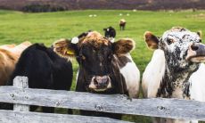 属牛家里摆什么招财旺财