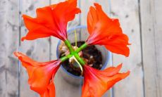 在家忌养且严禁入室的花