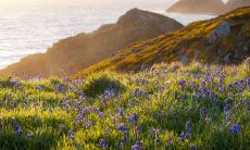 开门见兰花风水财运好吗