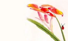 妹妹结婚哥背着上车好吗 以示重视和撑腰