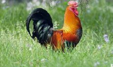 1993年的属鸡男2022年上半年运势及运程如何