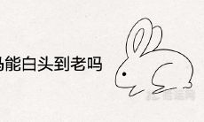 男兔女马能白头到老吗 婚姻相配吗