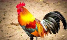 2021年属鸡的幸运色 2021年穿什么颜色最有利