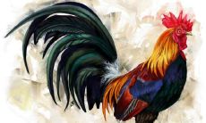 2023年1月属鸡人如果买房子选择哪层更吉利