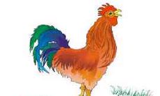 属鸡的人适合养什么宠物 属鸡的人养什么宠物最好