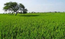 1993年8月出生属鸡是什么命 感情婚姻好不好