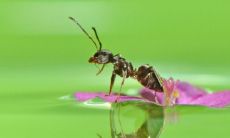 白蚁入屋风水有什么预兆