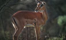 什么属相不适合摆放鹿摆件