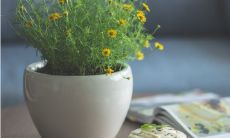 室内避邪化煞养不死的镇宅植物是什么