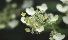 在家忌养的不吉利的花有哪些